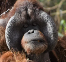 Nakal