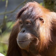 Batu