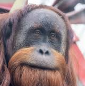 Bulu Mata