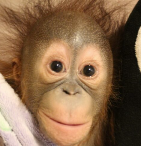 Sibu Jr